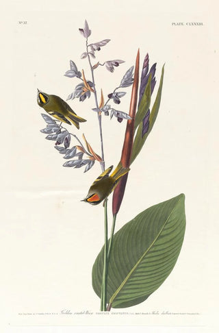 Troglodyte à crête dorée - John James Audubon — artwork view
