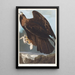 Royal Eagle - John James Audubon — framed artwork on a wall