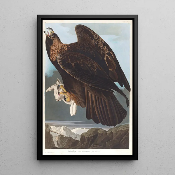 Royal Eagle - John James Audubon — framed artwork on a wall