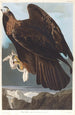 Royal Eagle - John James Audubon — artwork view