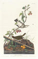 Gold-crowned Warbler - John James Audubon — artwork view