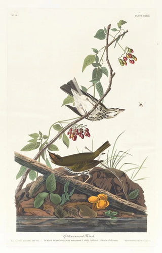 Gold-crowned Warbler - John James Audubon — artwork view