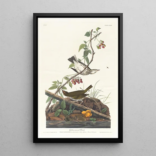 Gold-crowned Warbler - John James Audubon — framed artwork on a wall