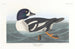 Duck Garrot - John James Audubon — artwork view