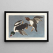Garrot à œil d'or, Fuligula clangula - John James Audubon — framed artwork on a wall