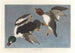 Garrot à œil d'or, Fuligula clangula - John James Audubon — artwork view