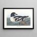 Duck Garrot - John James Audubon — framed artwork on a wall