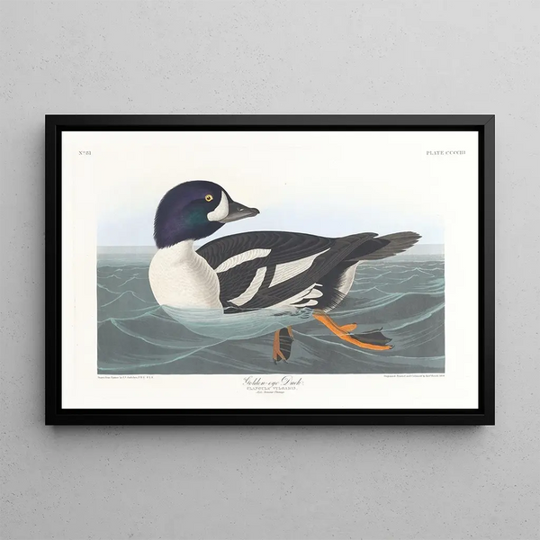 Duck Garrot - John James Audubon — framed artwork on a wall