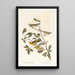 Gold-winged Warbler - John James Audubon — framed artwork on a wall