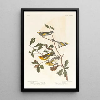 Gold-winged Warbler - John James Audubon — framed artwork on a wall