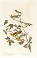 Gold-winged Warbler - John James Audubon — artwork view
