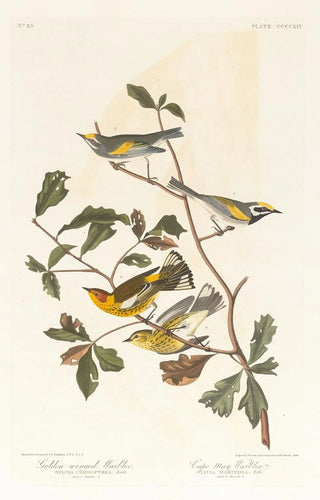 Gold-winged Warbler - John James Audubon — artwork view
