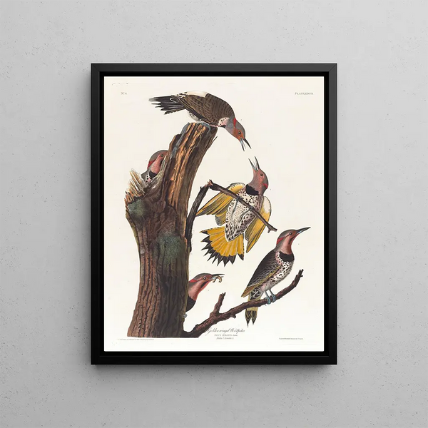 Golden-winged Woodpecker - John James Audubon — framed artwork on a wall