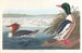 Harle bièvre - John James Audubon — artwork view