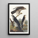 Around the woodpigeons - John James Audubon — framed artwork on a wall