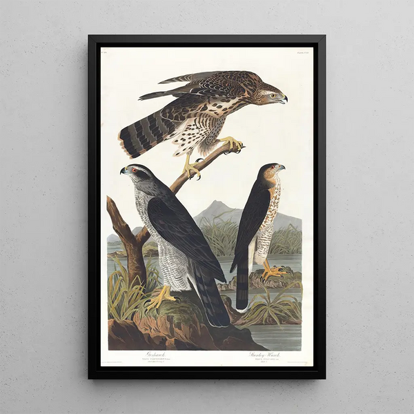 Around the woodpigeons - John James Audubon — framed artwork on a wall