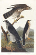 Around the woodpigeons - John James Audubon — artwork view