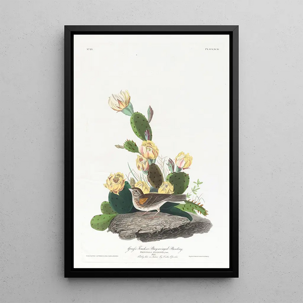 Meadowlark - John James Audubon — framed artwork on a wall
