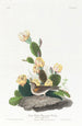 Meadowlark - John James Audubon — artwork view