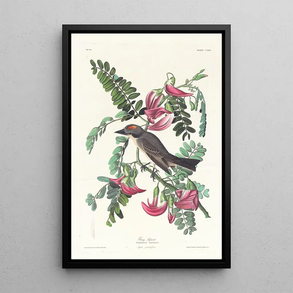 Tyran gris - John James Audubon — framed artwork on a wall