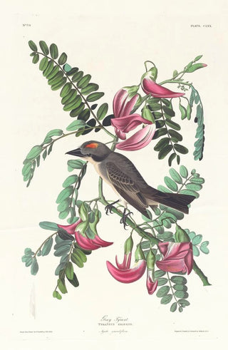 Tyran gris - John James Audubon — artwork view