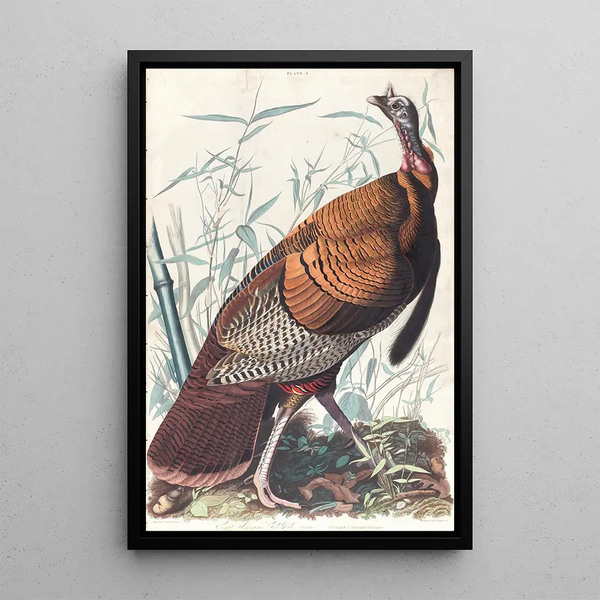 Large American Rooster Painting - John James Audubon — framed artwork on a wall