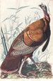 Large American Rooster Painting - John James Audubon — artwork view