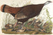 Large American Bison Painting, young - John James Audubon — artwork view