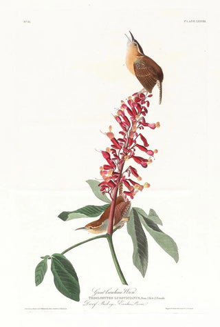 Troglodyte de Caroline - John James Audubon — artwork view