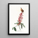 Troglodyte de Caroline - John James Audubon — framed artwork on a wall