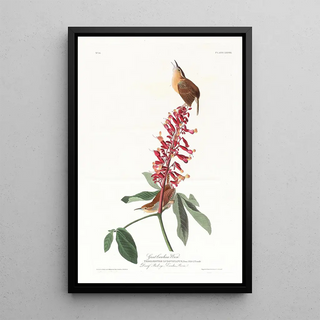 Troglodyte de Caroline - John James Audubon — framed artwork on a wall