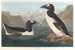 Large Guillemot - John James Audubon — artwork view
