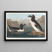 Large Guillemot - John James Audubon — framed artwork on a wall