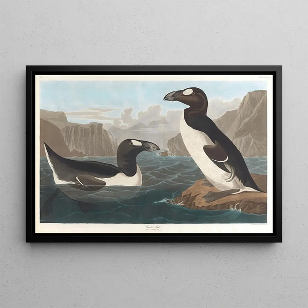 Large Guillemot - John James Audubon — framed artwork on a wall