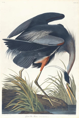Grand héron bleu - John James Audubon — artwork view