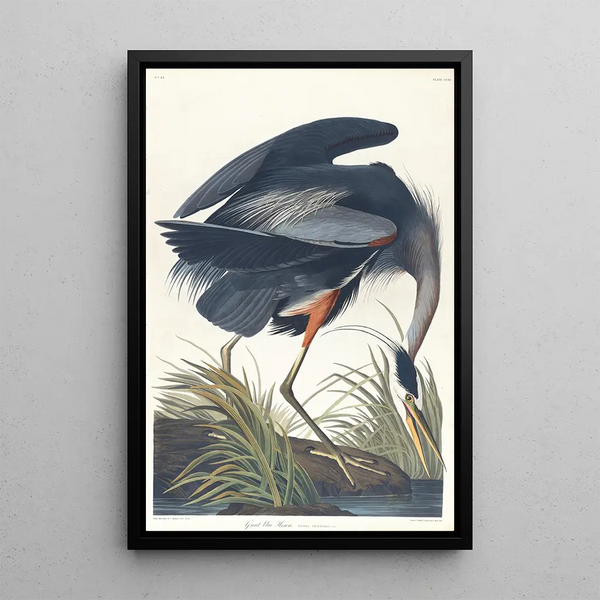 Grand héron bleu - John James Audubon — framed artwork on a wall