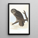 Grand-duc cendré - John James Audubon — framed artwork on a wall
