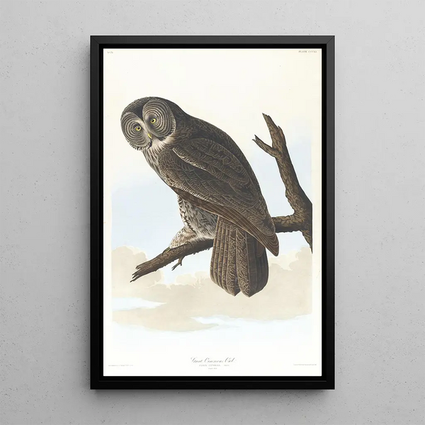 Grand-duc cendré - John James Audubon — framed artwork on a wall