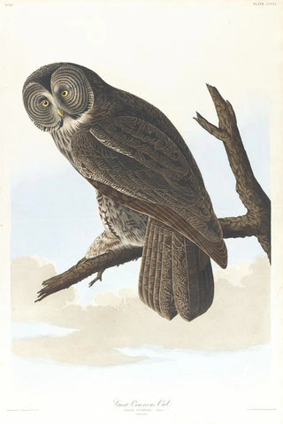 Grand-duc cendré - John James Audubon — artwork view