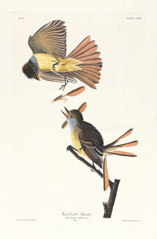 Tyran huppé - John James Audubon — artwork view