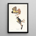Tyran huppé - John James Audubon — framed artwork on a wall
