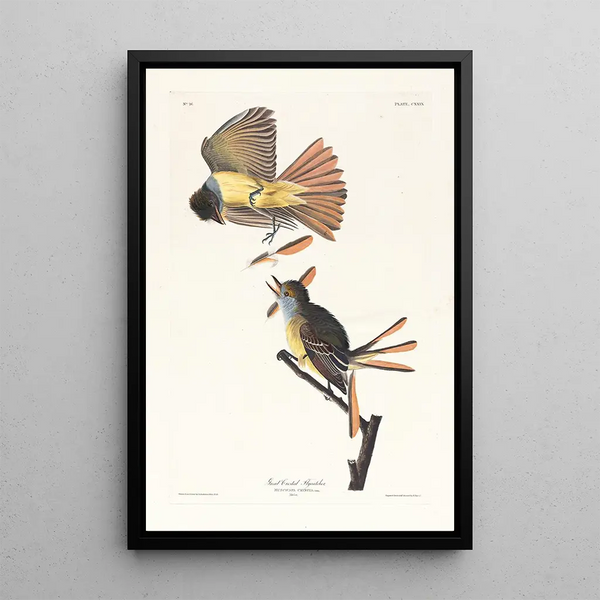 Tyran huppé - John James Audubon — framed artwork on a wall