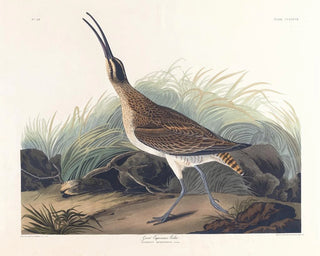 Grand courlis esquimau - John James Audubon — artwork view