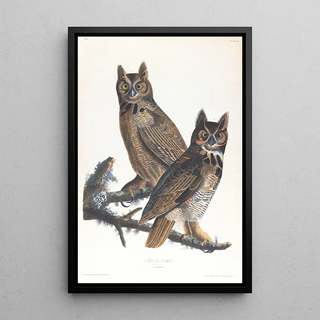 the American Great Horned Owl - John James Audubon — framed artwork on a wall