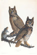 the American Great Horned Owl - John James Audubon — artwork view
