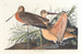Large Marbled Barge Painting - John James Audubon — artwork view