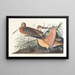Large Marbled Barge Painting - John James Audubon — framed artwork on a wall