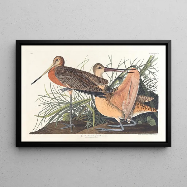 Large Marbled Barge Painting - John James Audubon — framed artwork on a wall