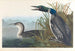 Diving merganser or loon - John James Audubon — artwork view