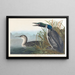 Diving merganser or loon - John James Audubon — framed artwork on a wall